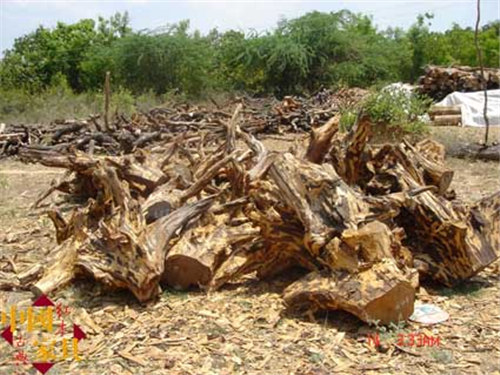 2剛被砍伐下來的紫檀樹根（李廣懷拍攝于印度） (2)